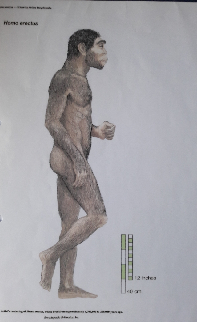 Homo Erectus - artists impression - Encyclopaedia Britannica